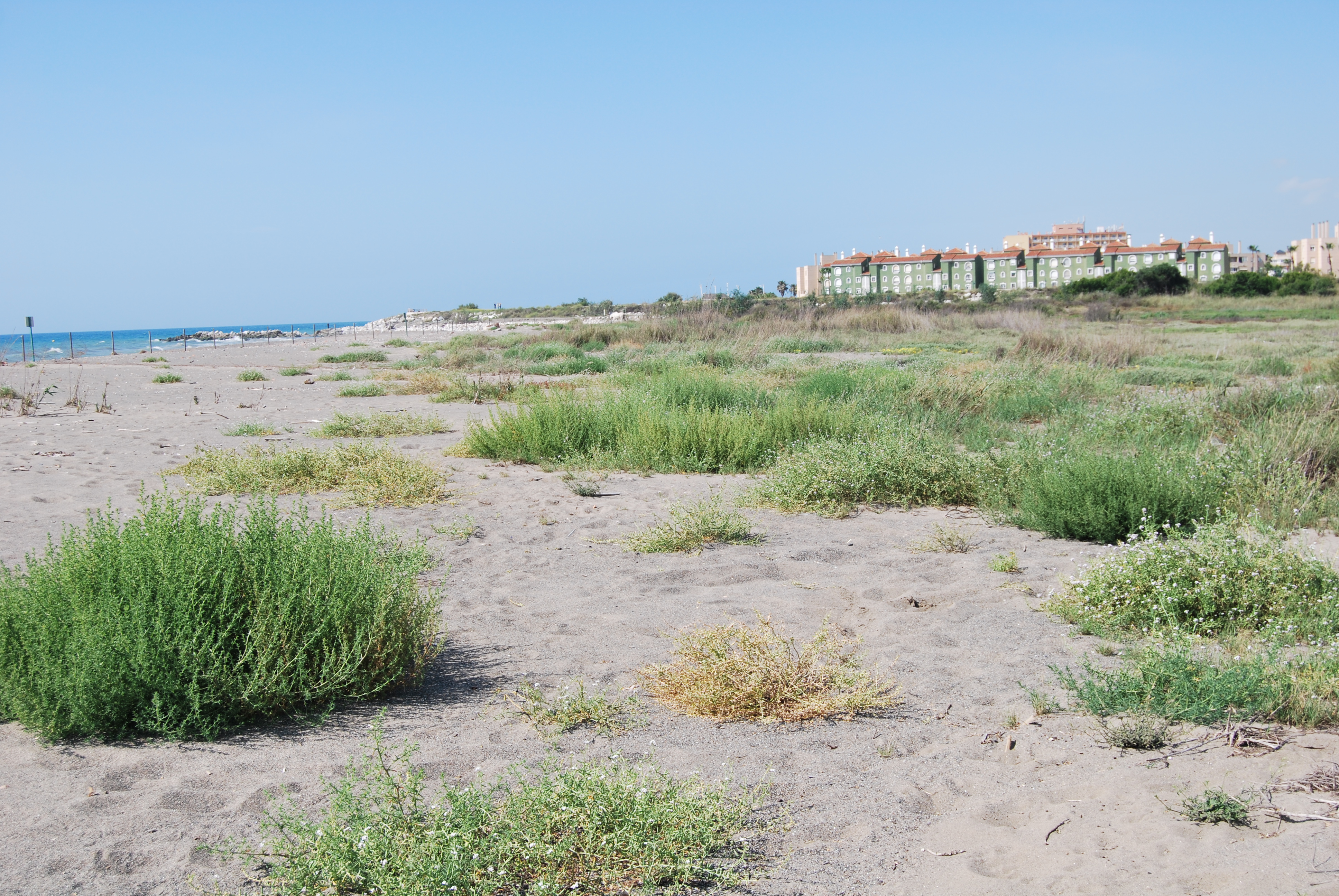 Salsola kali