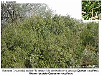 AtlasVegetacion 2 Arbustedas y Matorrales 002 Coscojar Quercus coccifera