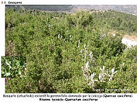 AtlasVegetacion 2 Arbustedas y Matorrales 003 Coscojar Quercus coccifera
