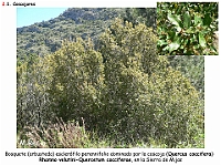 AtlasVegetacion 2 Arbustedas y Matorrales 005 Coscojar Quercus coccifera