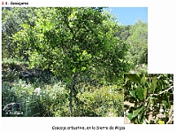 AtlasVegetacion 2 Arbustedas y Matorrales 008 Coscojar Quercus coccifera