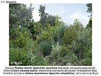 AtlasVegetacion 2 Arbustedas y Matorrales 009 Coscojar Quercus coccifera