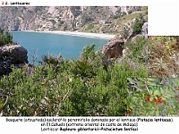 AtlasVegetacion 2 Arbustedas y Matorrales 011 Lentiscar Pistacia lentiscus
