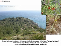 AtlasVegetacion 2 Arbustedas y Matorrales 012 Lentiscar Pistacia lentiscus