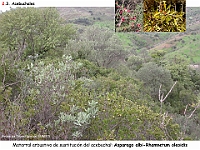 AtlasVegetacion 2 Arbustedas y Matorrales 015 Acebuchal Olea sylvestris