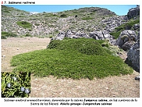 AtlasVegetacion 2 Arbustedas y Matorrales 025 Sabinar Juniperus sabina