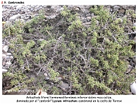 AtlasVegetacion 2 Arbustedas y Matorrales 028 Cambronal Lycium intricatum