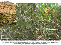 AtlasVegetacion 2 Arbustedas y Matorrales 033 Cornical Almeria Gata Periploca laevigata angustifolia