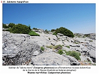 AtlasVegetacion 2 Arbustedas y Matorrales 036 Sabinar topografico rocas