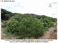 AtlasVegetacion 2 Arbustedas y Matorrales 038 Sabinar litoral Juniperus turbinata