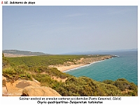 AtlasVegetacion 2 Arbustedas y Matorrales 039 Sabinar litoral Juniperus turbinata