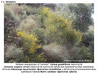 AtlasVegetacion 2 Arbustedas y Matorrales 044 Retamar mesomediterraneo Cytisus grandiflorus