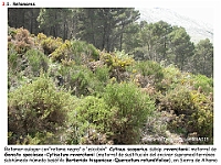 AtlasVegetacion 2 Arbustedas y Matorrales 045 Retamar supramediterraneo Cytisus reverchonii