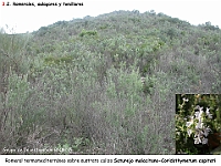 AtlasVegetacion 2 Arbustedas y Matorrales 048 Romeral Saturejo malacitano-Coridothymetum capitati