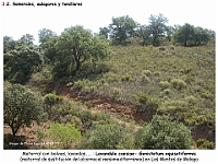 AtlasVegetacion 2 Arbustedas y Matorrales 051 Matorral de alcornocal Lavandulo-Genistetum equisetiformis