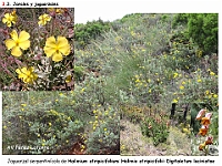 AtlasVegetacion 2 Arbustedas y Matorrales 068 Jaguarzal serpentinas Halimium atripicifolium