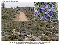 AtlasVegetacion 2 Arbustedas y Matorrales 077 Piornal Erinacea anthyllis Sierra Nieves