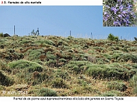 AtlasVegetacion 2 Arbustedas y Matorrales 081 Piornal Erinacea anthyllis Sierra Tejeda