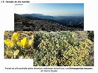 AtlasVegetacion 2 Arbustedas y Matorrales 082 Piornal Echinospatum boissieri Sierra Tejeda