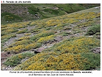 AtlasVegetacion 2 Arbustedas y Matorrales 083 Piornal Genista versicolor Sierra Nevada