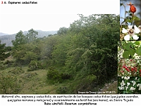 AtlasVegetacion 2 Arbustedas y Matorrales 084 Espinar Rubo ulmifolii-Rosetum corymbiferae