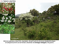 AtlasVegetacion 2 Arbustedas y Matorrales 085 Espinar Crataegus monogyna