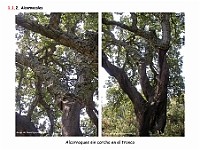 AtlasVegetacion 1 Bosques 017 Alcornocal