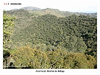 AtlasVegetacion 1 Bosques 019 Alcornocal