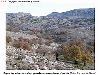 AtlasVegetacion 1 Bosques 050 Quejigal con arces Dapno laureolae-Aceretum granatense quercetosum alpestris