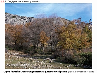 AtlasVegetacion 1 Bosques 051 Quejigal con arces Dapno laureolae-Aceretum granatense quercetosum alpestris