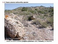 AtlasVegetacion 1 Bosques 083 Pinar-sabinar yipsicola Juniperus phoenicea subsp turbinata