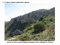 AtlasVegetacion 1 Bosques 084 Pinar-sabinar yipsicola Juniperus phoenicea subsp turbinata