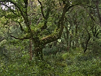 Bosques