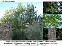 AtlasVegetacion 3 ComunidadesRiparias 01 Chopera negra Populus nigra Salicetum-Daphnetosum