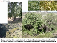 AtlasVegetacion 3 ComunidadesRiparias 07 Fresneda Fraxinus angustifolia Ficario-Fraxinetum