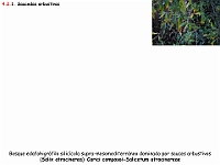 AtlasVegetacion 3 ComunidadesRiparias 16 Sauceda arbustiva Salix atrocinerea Carici-Salicetum