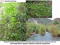 AtlasVegetacion 3 ComunidadesRiparias 17 Sauceda arbustiva Salix pedicellata Equiseto-Salicetum