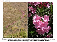 AtlasVegetacion 3 ComunidadesRiparias 25 Adelfar Nerium oleander Rubo-Nerietum