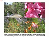 AtlasVegetacion 3 ComunidadesRiparias 28 Adelfar magnesicola Nerium oleander Erico-Nerietum