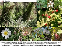 AtlasVegetacion 3 ComunidadesRiparias 31 Zarzal Rubo ulmifolii-Coryarietum myrtifolium