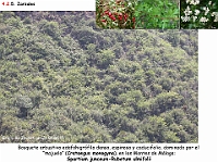 AtlasVegetacion 3 ComunidadesRiparias 32-1 Zarzal Spartium junceum-Rubetum ulmifolii