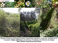 AtlasVegetacion 3 ComunidadesRiparias 32 Zarzal Rubo ulmifolii-Coryarietum myrtifolium