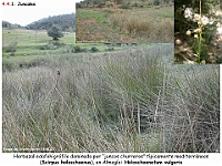 AtlasVegetacion 3 ComunidadesRiparias 37 Juncal Scirpus holoschoenus Holoschoenetum