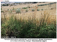 AtlasVegetacion 3 ComunidadesRiparias 40 Juncal Scirpus holoschoenus Holoschoenetum