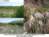 AtlasVegetacion 3 ComunidadesRiparias 45 Espadanhal Typha dominguensis Typho-Schoenoplectetum