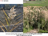 AtlasVegetacion 3 ComunidadesRiparias 47 Carrizal Phragmites australis Typho-Phragmitetum