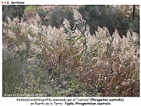 AtlasVegetacion 3 ComunidadesRiparias 48 Carrizal Phragmites australis Typho-Phragmitetum