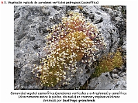 AtlasVegetacion 4 049 6 Vegetacion rupicola Saxifraga granatensis