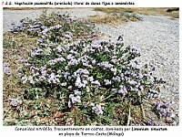 AtlasVegetacion 4 115 7 Vegetacion litoral arenicola Limonium sinuatum