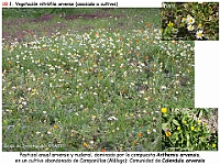 AtlasVegetacion 4 176 10 Vegetacion nitrofila Pastizal arvense Anthemis Calendula arvensis